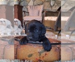 Small #12 Labrador Retriever