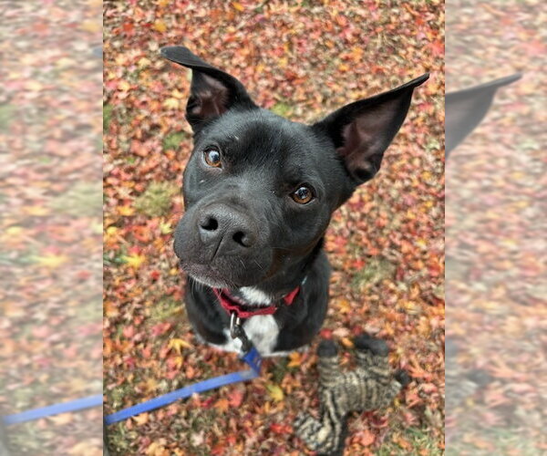 Medium Photo #9 Boston Terrier-Unknown Mix Puppy For Sale in Brewster, NY, USA