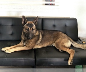 Father of the Malinois puppies born on 08/01/2025