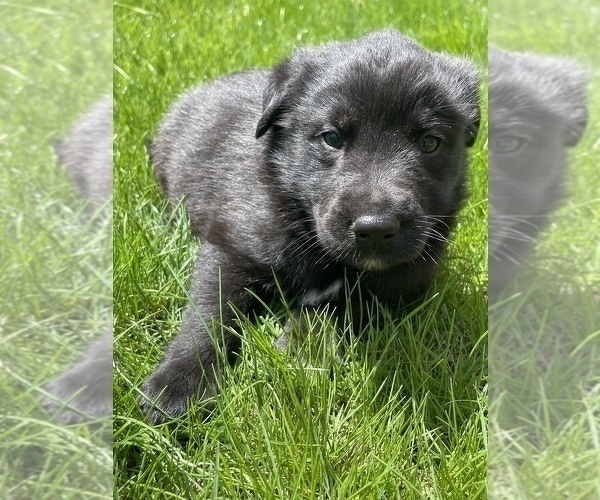 Medium Photo #1 Labrador Retriever Puppy For Sale in CHESTERFIELD, MI, USA