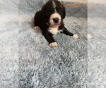 Puppy 10 Airedoodle