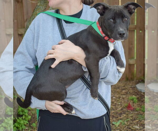 Medium Photo #2 Pembroke Welsh Corgi-Unknown Mix Puppy For Sale in Huntley, IL, USA