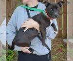 Small #1 Pembroke Welsh Corgi Mix