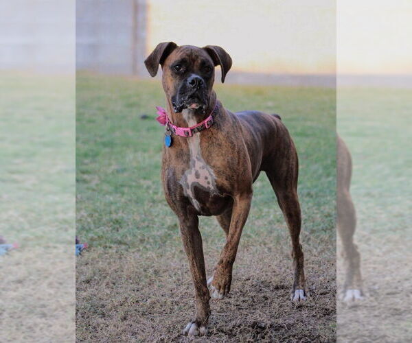 Medium Photo #2 Boxer Puppy For Sale in Austin, TX, USA