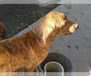 Plott Hound Puppy for sale in MIDVALE, UT, USA