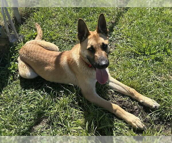 Medium Photo #1 German Shepherd Dog-Unknown Mix Puppy For Sale in McKinleyville, CA, USA
