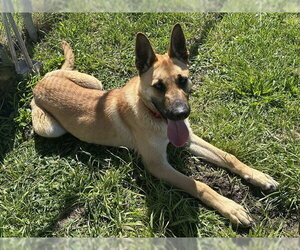 German Shepherd Dog-Unknown Mix Dogs for adoption in McKinleyville, CA, USA
