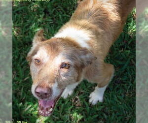Border Collie-Unknown Mix Dogs for adoption in Canton, CT, USA