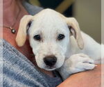 Small #1 Labrador Retriever Mix