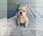 Small French Bulldog