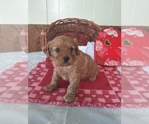 Poodle (Standard) Puppy for sale in CAMPVILLE, NY, USA