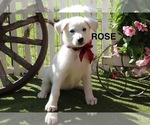 Small German Shepherd Dog
