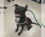 Small American Pit Bull Terrier Mix