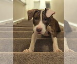 Small #2 Mutt