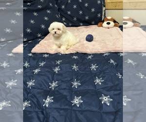 Maltese-Poodle (Toy) Mix Puppy for sale in BENSON, NC, USA