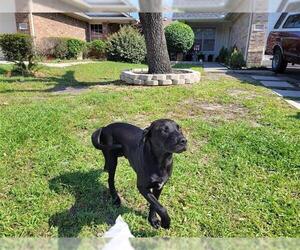 Labrador Retriever Dogs for adoption in Houston, TX, USA