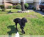 Small Labrador Retriever
