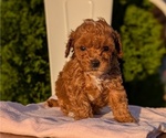 Small Photo #12 Poodle (Miniature) Puppy For Sale in GOSHEN, IN, USA