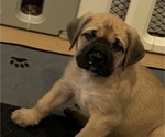 Puppy Pugsley Mastiff