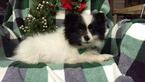 Small Photo #5 Pomsky Puppy For Sale in EDEN, PA, USA
