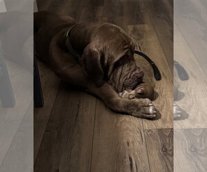 Guido - Male Neapolitan Mastiff Dog for Adoption - Photo #6