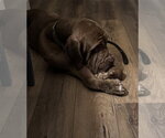 Small Photo #6 Neapolitan Mastiff Puppy For Sale in Ellisville, MO, USA
