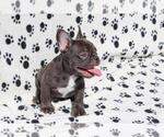Small Photo #5 French Bulldog Puppy For Sale in ALPHARETTA, GA, USA
