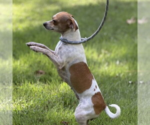 MARY JANE - Female Chihuahua Dog for Adoption - Photo #3