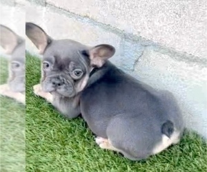 French Bulldog Puppy for sale in LOS ANGELES, CA, USA