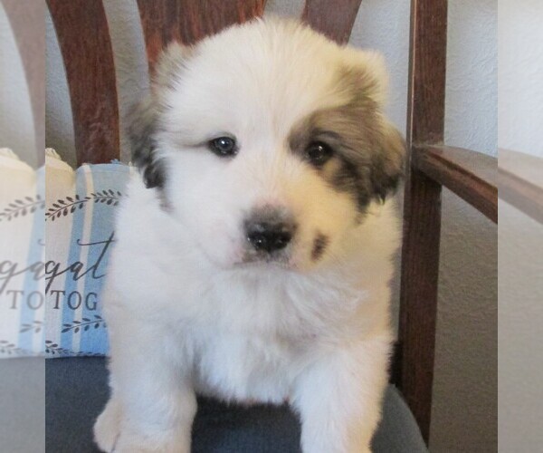 Medium Photo #1 Great Pyrenees Puppy For Sale in BRIGHTON, IA, USA
