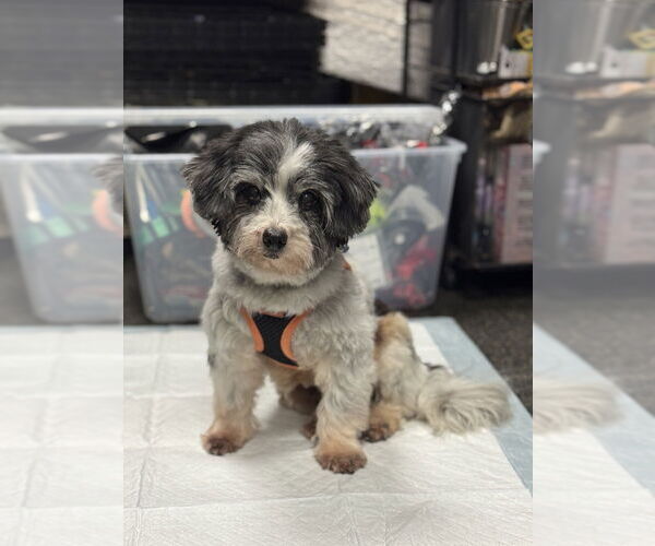 Medium Photo #1 Havanese Puppy For Sale in Mundelein, IL, USA