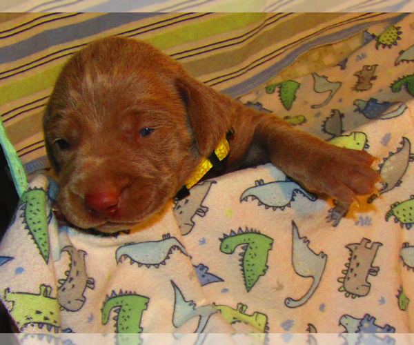 Medium Photo #4 Weimaraner Puppy For Sale in LAS ANIMAS, CO, USA