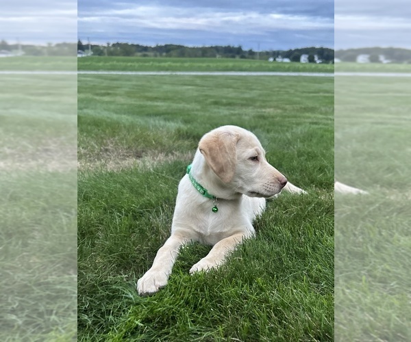 Medium Photo #3 Labrador Retriever Puppy For Sale in FREDERICKSBG, OH, USA