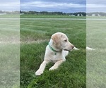 Oakley - Female Labrador Retriever Puppy for Sale - Photo #3