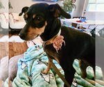 Small Miniature Pinscher
