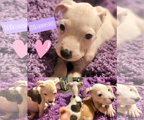 Medium Photo #1 American Pit Bull Terrier-Unknown Mix Puppy For Sale in Wakefield, RI, USA