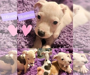 American Pit Bull Terrier-Unknown Mix Dogs for adoption in Wakefield, RI, USA