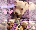 Small American Pit Bull Terrier Mix