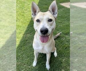 Huskies -Unknown Mix Dogs for adoption in Plano, TX, USA
