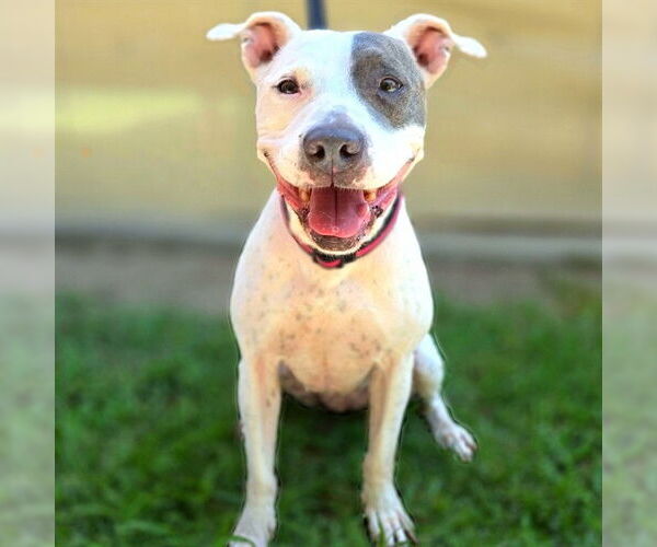 Medium Photo #2 American Pit Bull Terrier-Unknown Mix Puppy For Sale in Long Beach, CA, USA