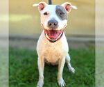 Small #1 American Pit Bull Terrier Mix