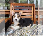 Beckham - Male Pembroke Welsh Corgi Puppy for Sale - Photo #3