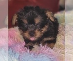 Puppy Sapphire Yorkshire Terrier