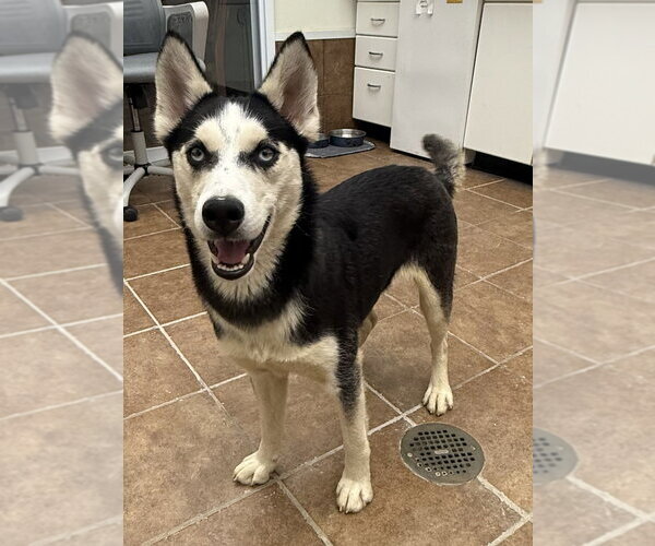 Medium Photo #2 Siberian Husky Puppy For Sale in Osgood, IN, USA