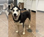 Small #1 Siberian Husky