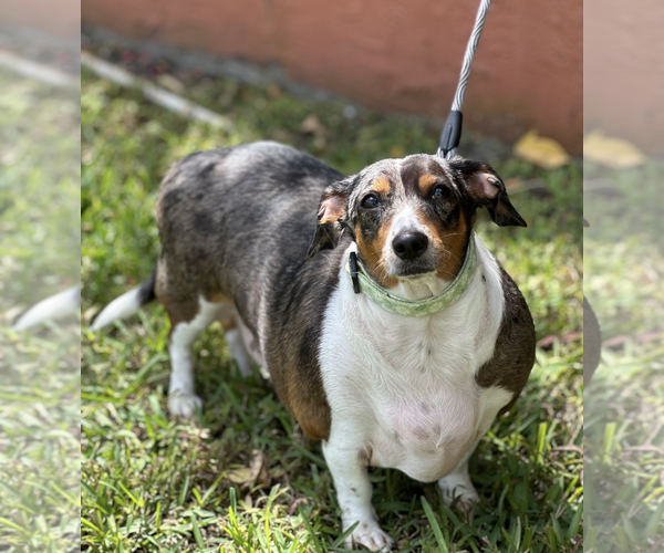 Medium Photo #3 Dachshund Puppy For Sale in Weston, FL, USA