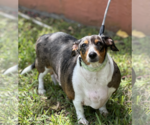 Small #2 Dachshund