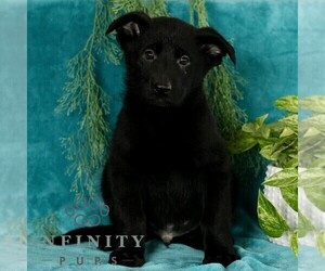 German Shepherd Dog Puppy for sale in PARADISE, PA, USA