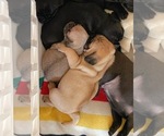 Small Photo #3 Pug Puppy For Sale in PASO ROBLES, CA, USA