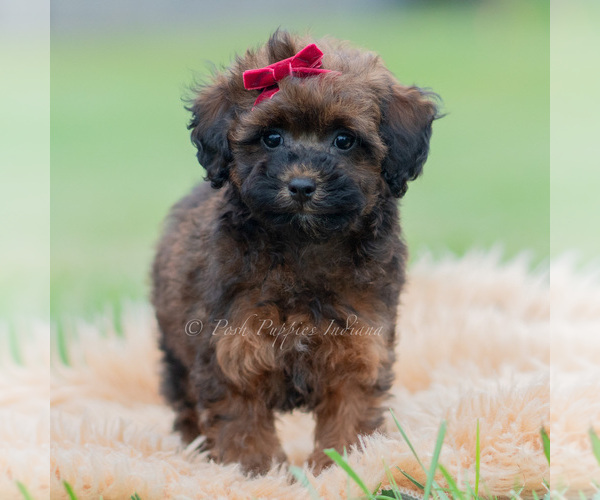 Medium Photo #26 Poodle (Miniature) Puppy For Sale in WARSAW, IN, USA